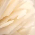 High Terp Isolate - CBD Dabs - Terpene Dabs - PhytoDabs PhytoFamily