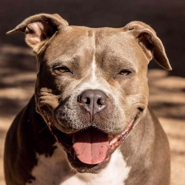 PhytoFamily CBD Products for Pets