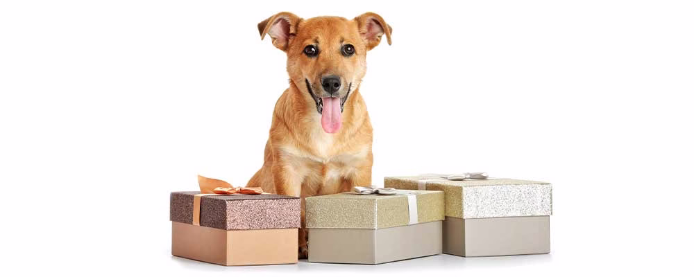 CBD Gift Guide Bundles